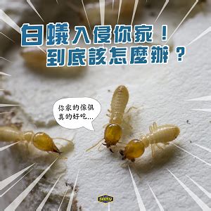 家裡有白蟻該如何處理|居家防白蟻